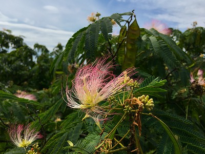 ネムノキの花