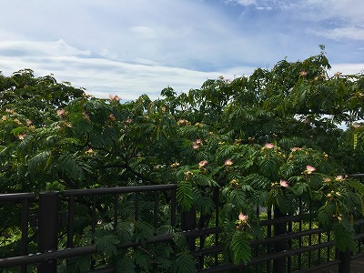 ネムノキの花