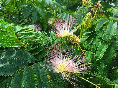 合歓の木の花