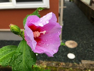 Img_82870830 Img_82870830