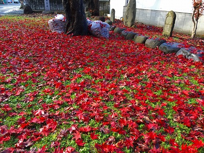 Img_0128 紅葉