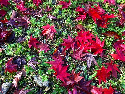 Img_0130 紅葉