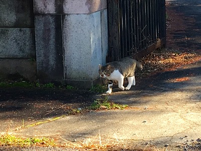 昼休みの散歩をしていると猫が歩いてきました！