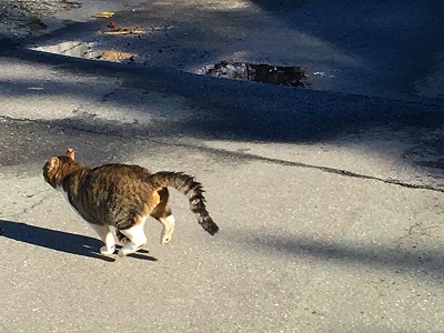 昼休みの散歩をしていると猫が歩いてきました！