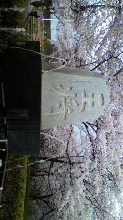 天童舞鶴山公園の桜です。王...