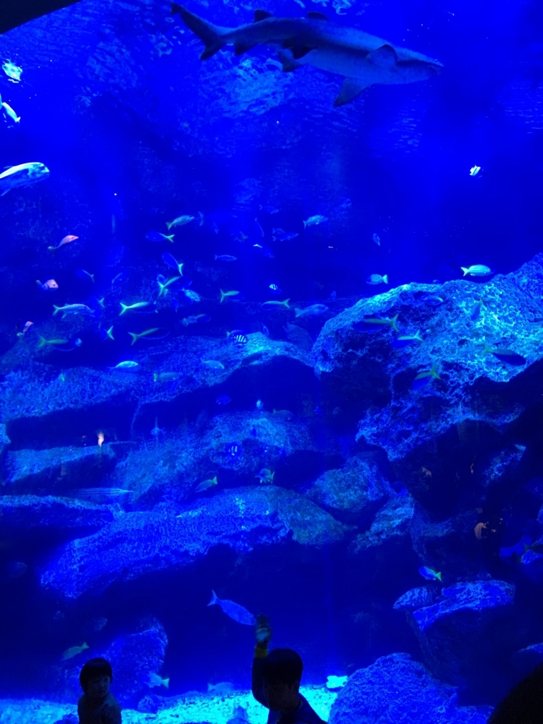 f:id:jdy00247:20180214113343j:plain 水族館