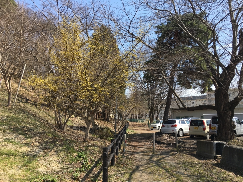 f:id:jdy00247:20180328110527j:plain 若木山 山茱萸咲きました!
