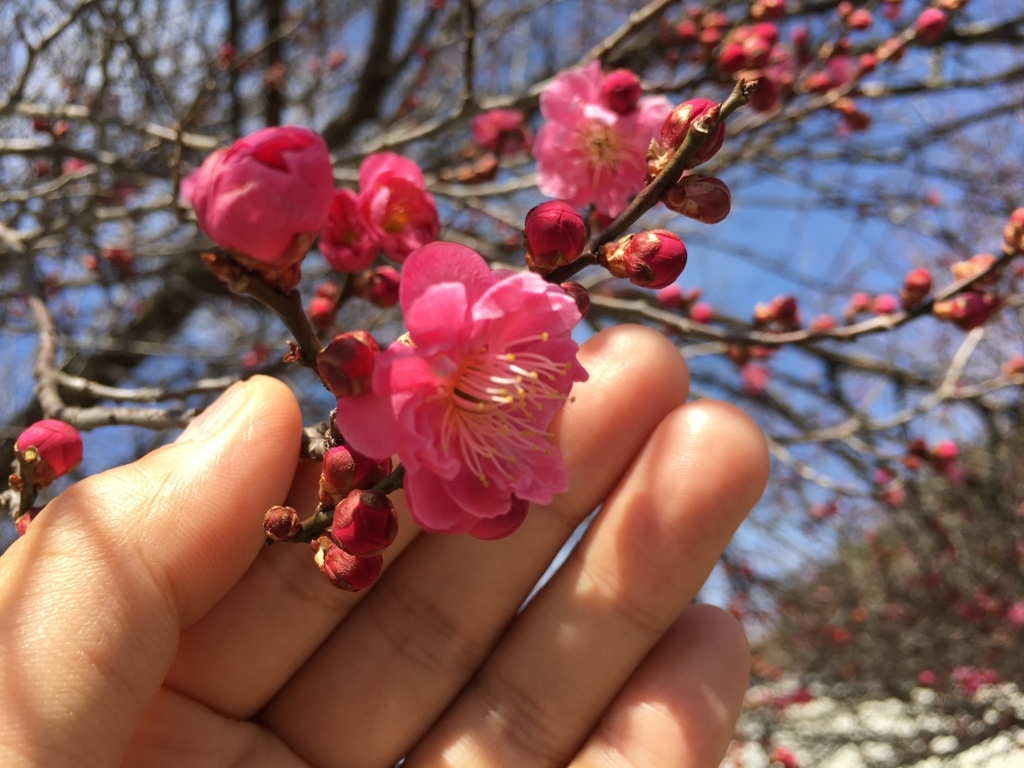 f:id:jdy00247:20180328110726j:plain 紅梅です