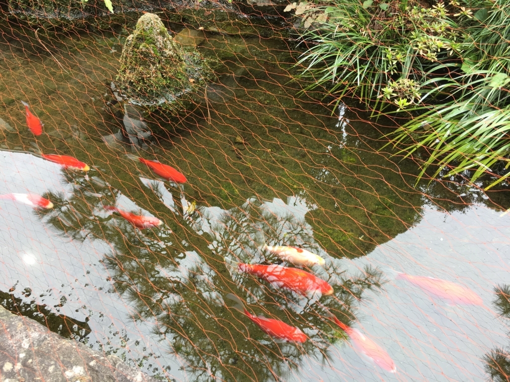 f:id:jdy00247:20180411170338j:plain 金魚の隊列すーいすい