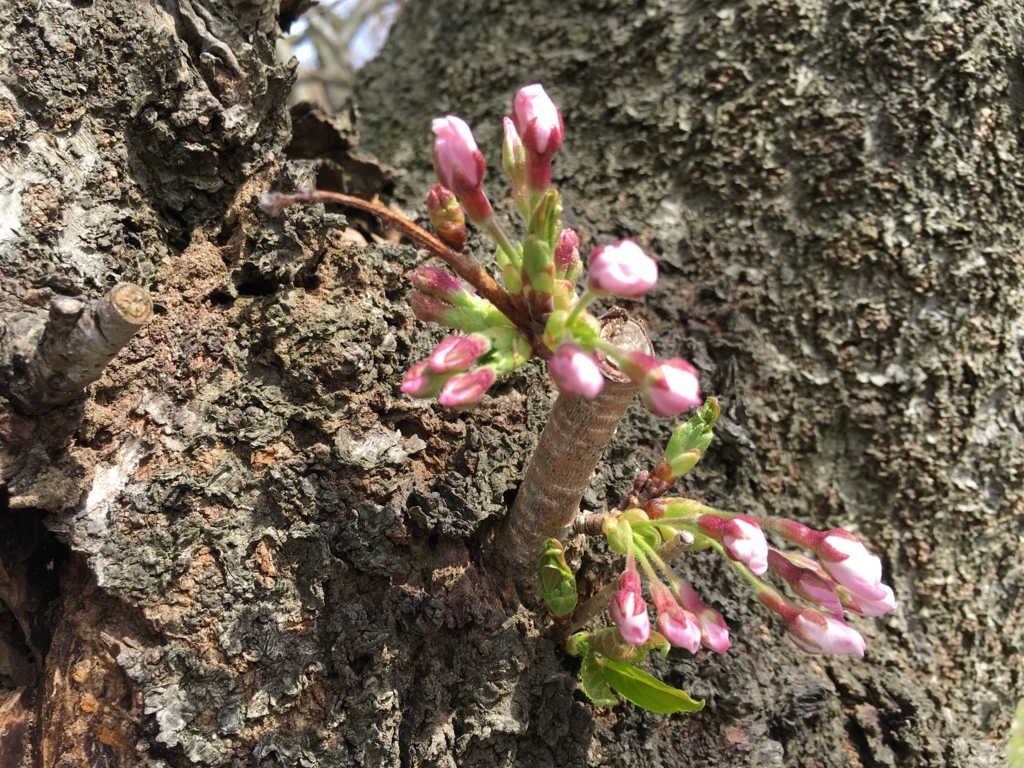 若木神社、桜の開花ももうすぐ