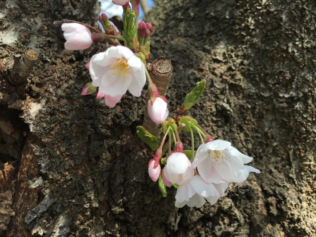 f:id:jdy00247:20180413110814j:plain 若木神社の桜