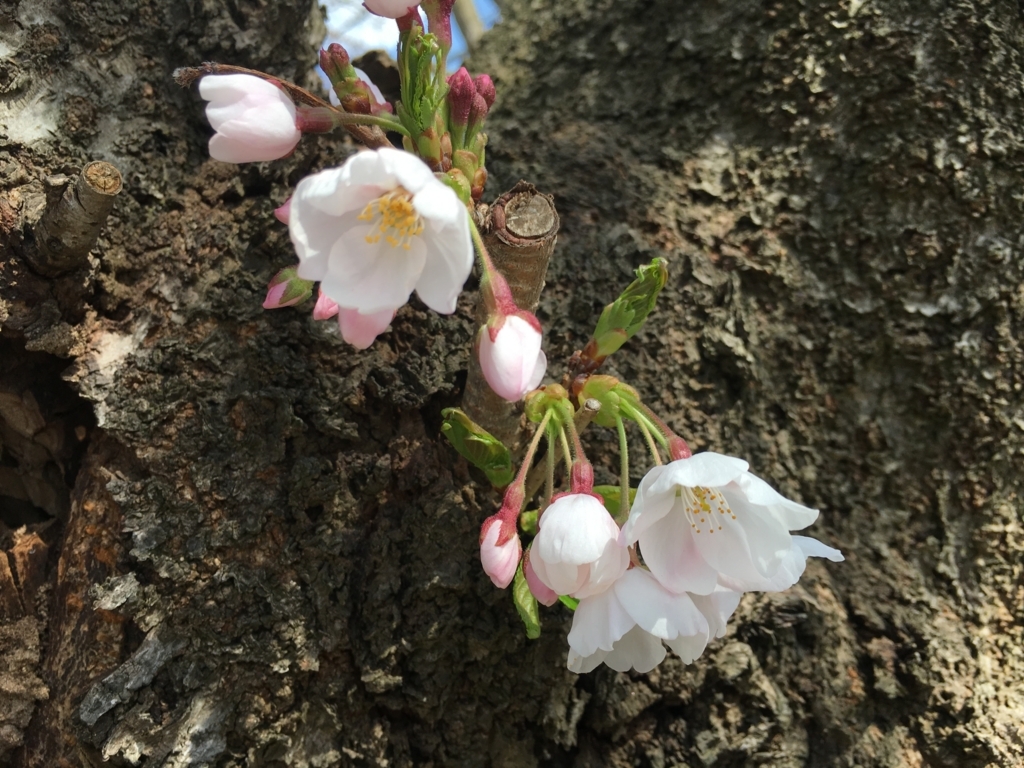 若木神社の桜