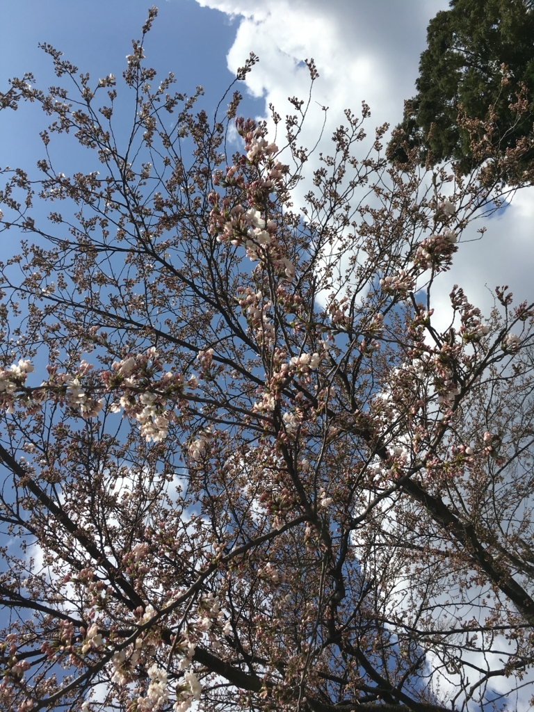 f:id:jdy00247:20180413110854j:plain 若木神社の桜