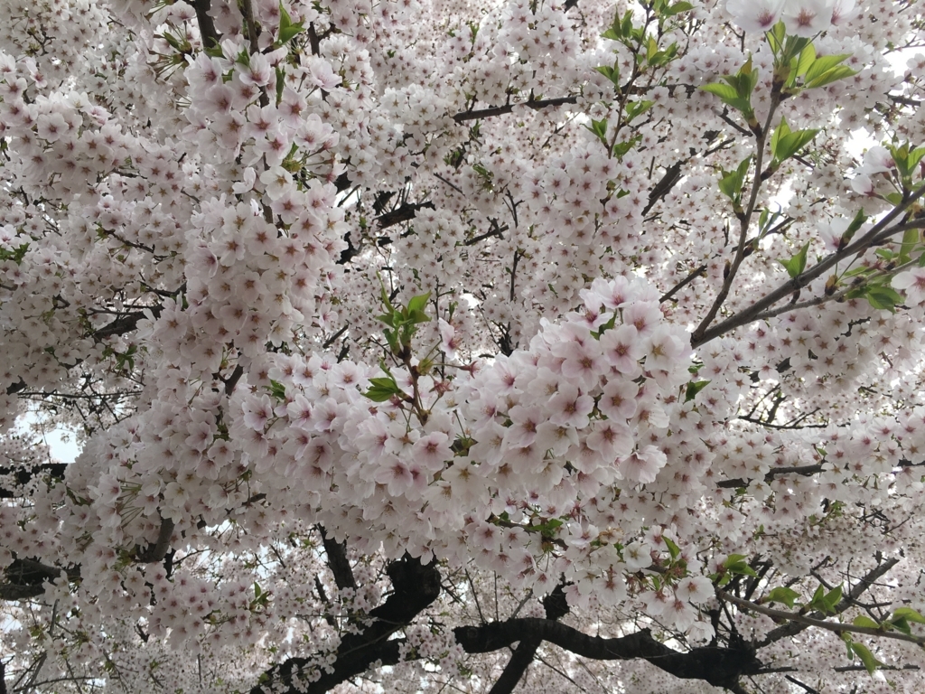 山形市内桜が満開でし