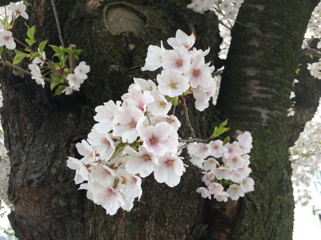 山形市内桜が満開でし