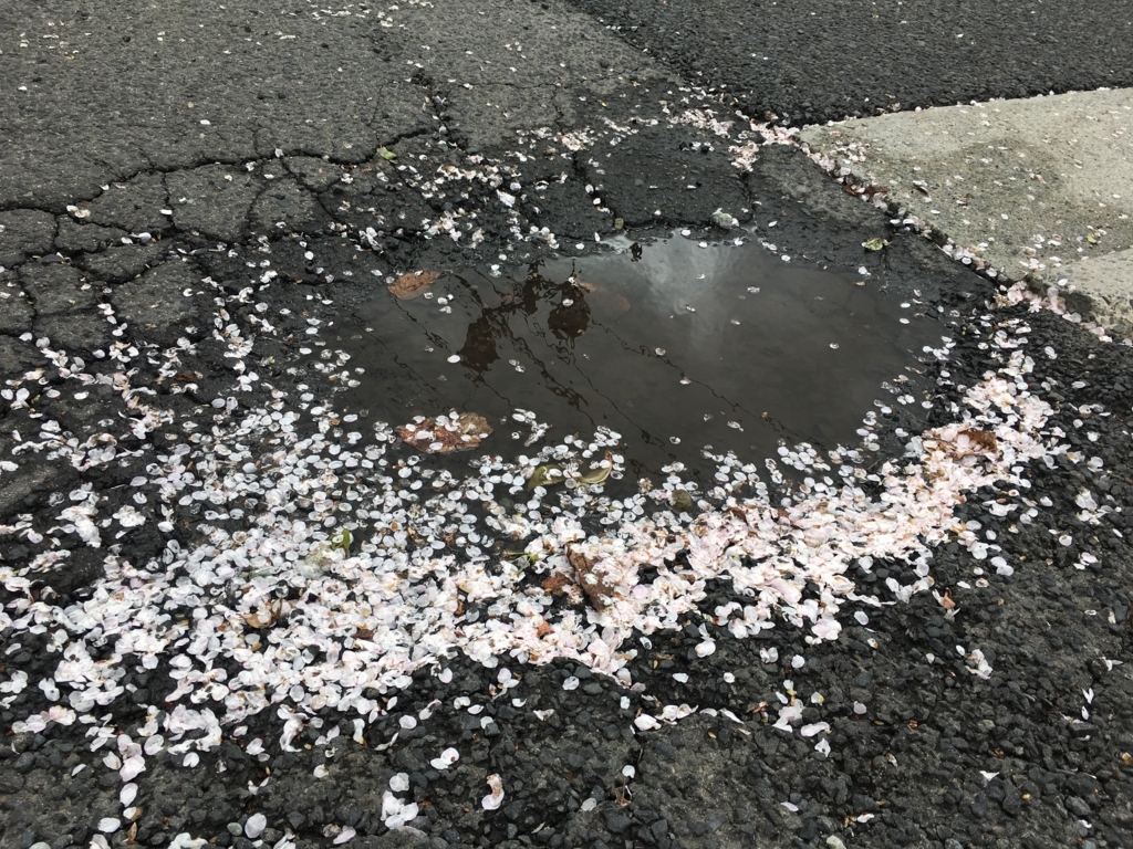 山形市内桜が満開でし