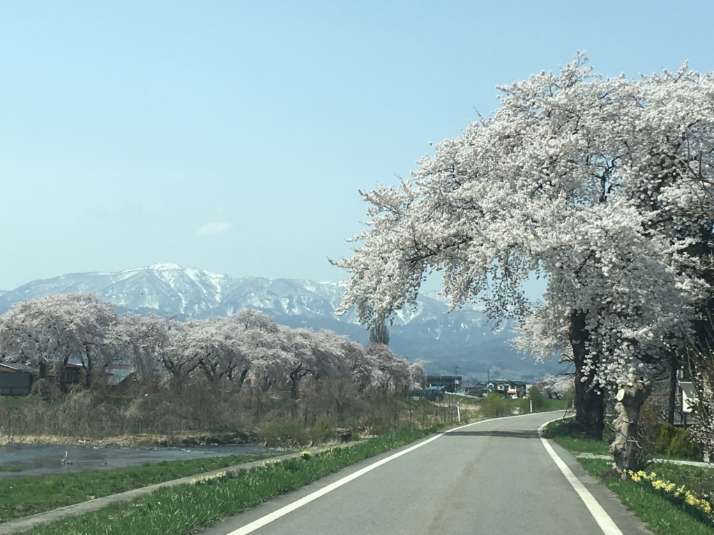 東根市白水川堤防の桜満開です