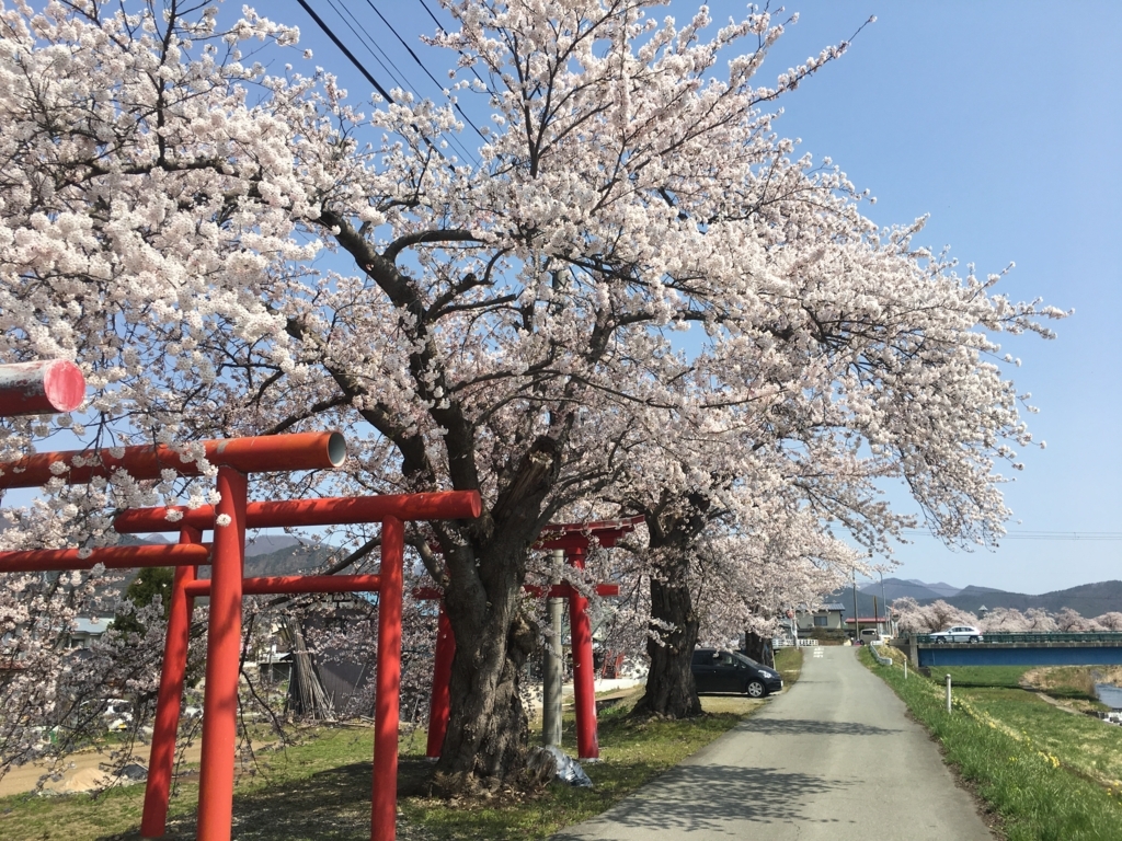 東根市白水川堤防の桜満開です