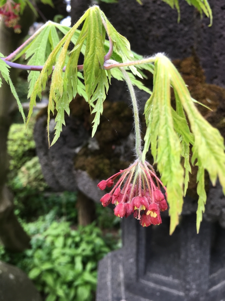 f:id:jdy00247:20180427144306j:plain ハウチワカエデ
