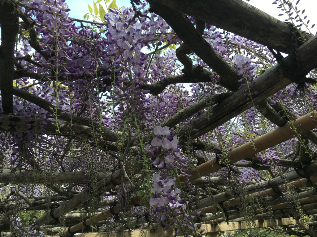 f:id:jdy00247:20180503112205j:plain 藤の花