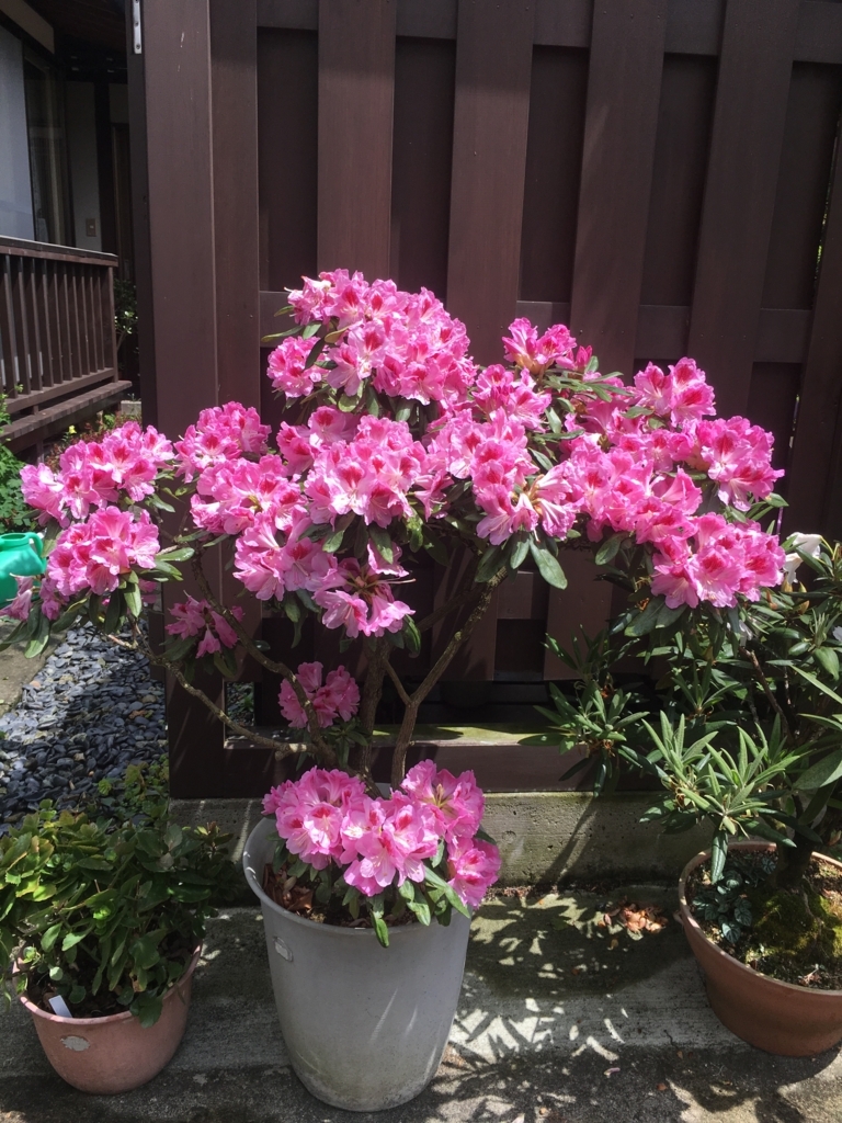 f:id:jdy00247:20180512114205j:plain 石楠花です
