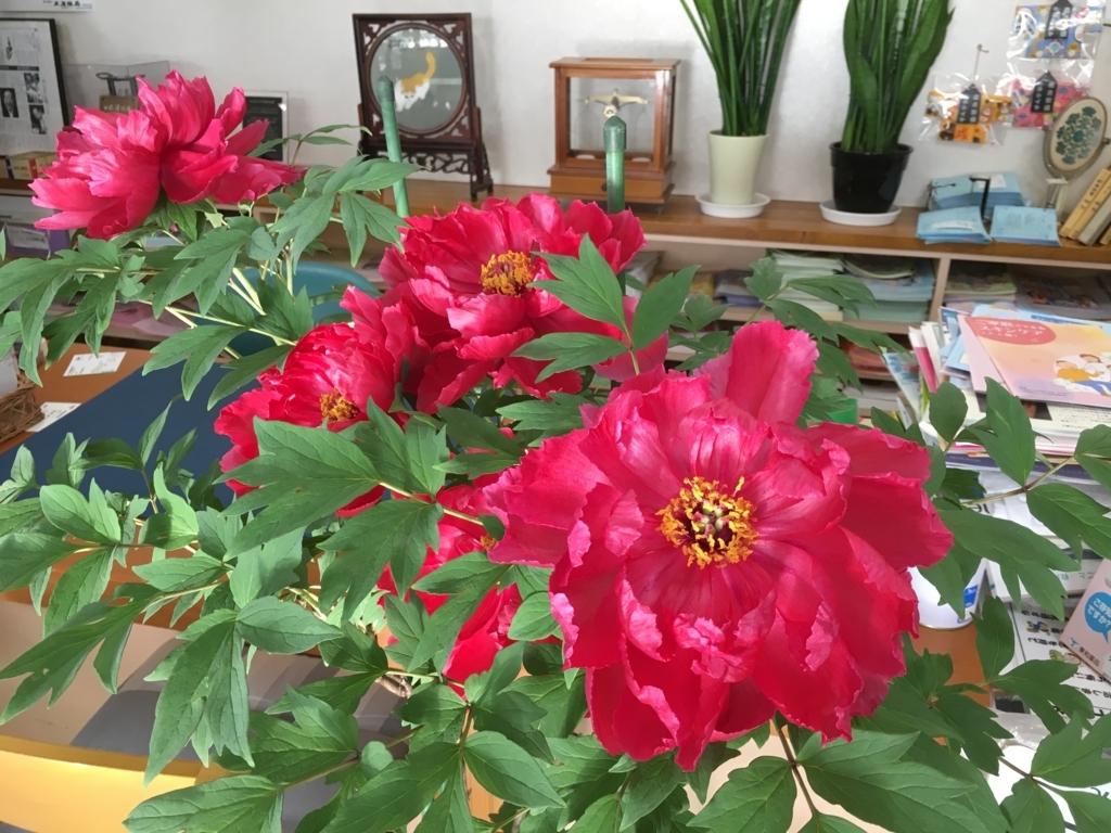 f:id:jdy00247:20180515095342j:plain 大輪の牡丹の花