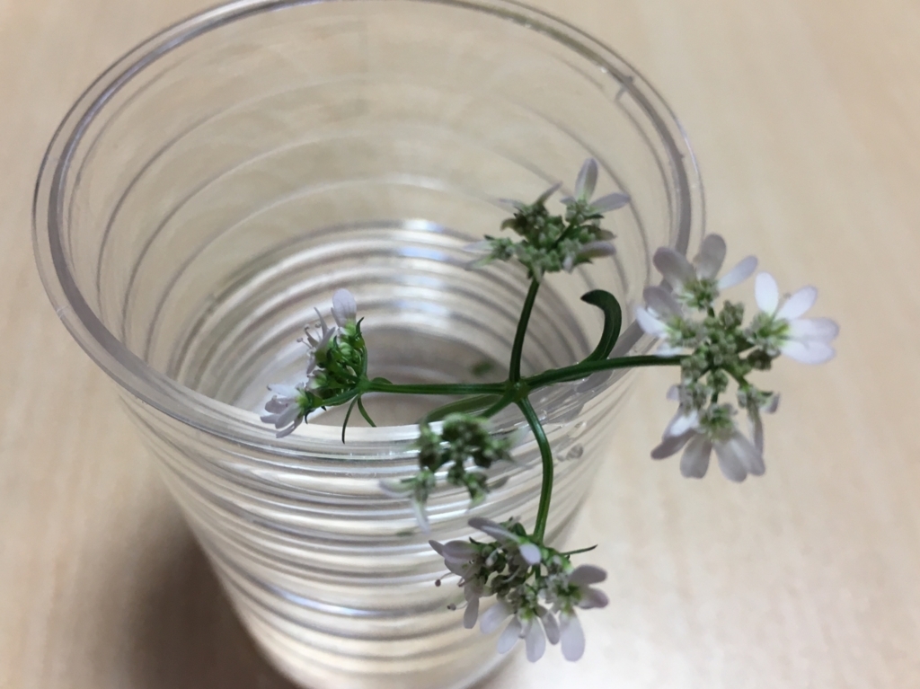 f:id:jdy00247:20180516092700j:plain パクチーの花