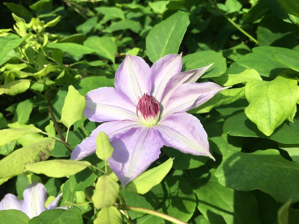 f:id:jdy00247:20180516153024j:plain クレマチス