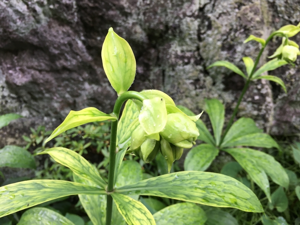 百合の蕾