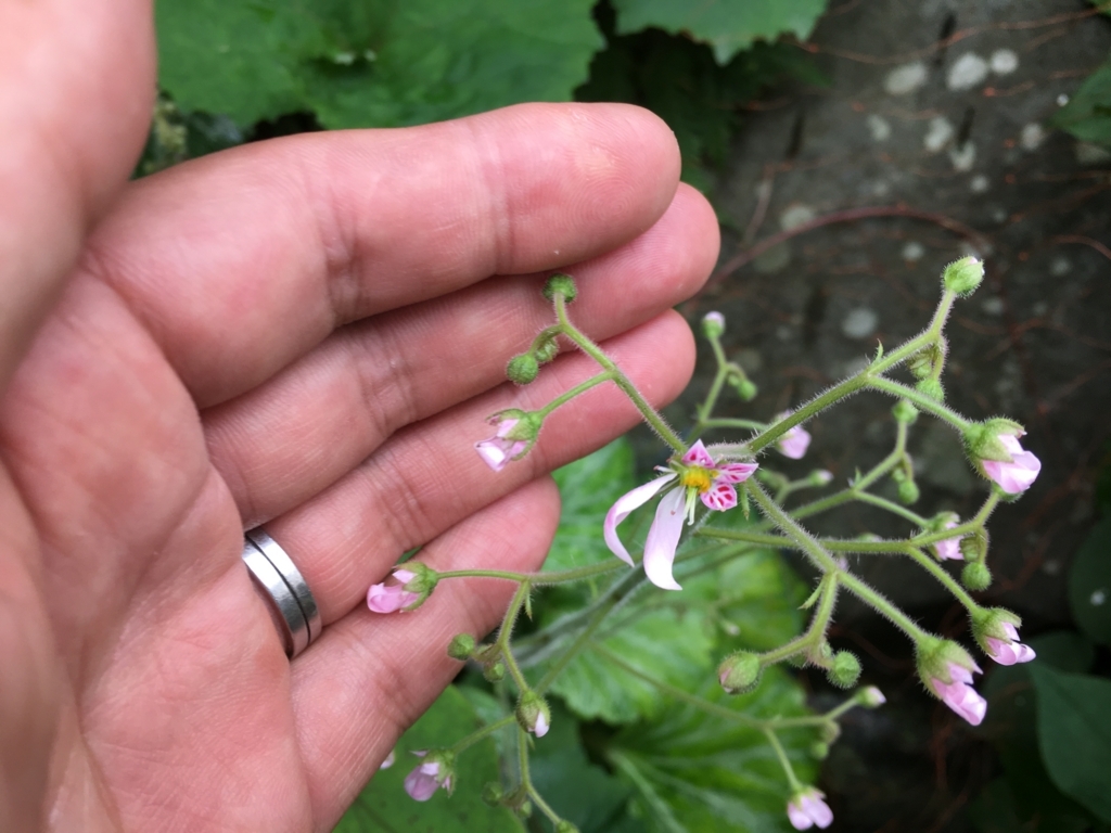 f:id:jdy00247:20180518143155j:plain ユキノシタが花開きそうです
