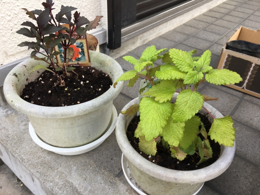 左がフーガライジングサン。右がレモンバームです