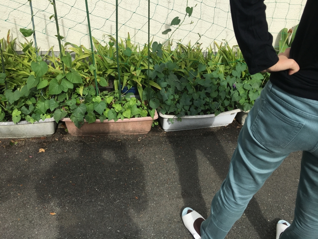 f:id:jdy00247:20180614105321j:plain 我が家の庭
