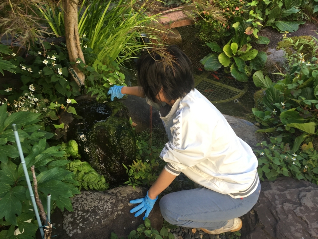 f:id:jdy00247:20180625164951j:plain 妻と今朝はお庭の掃除をしました
