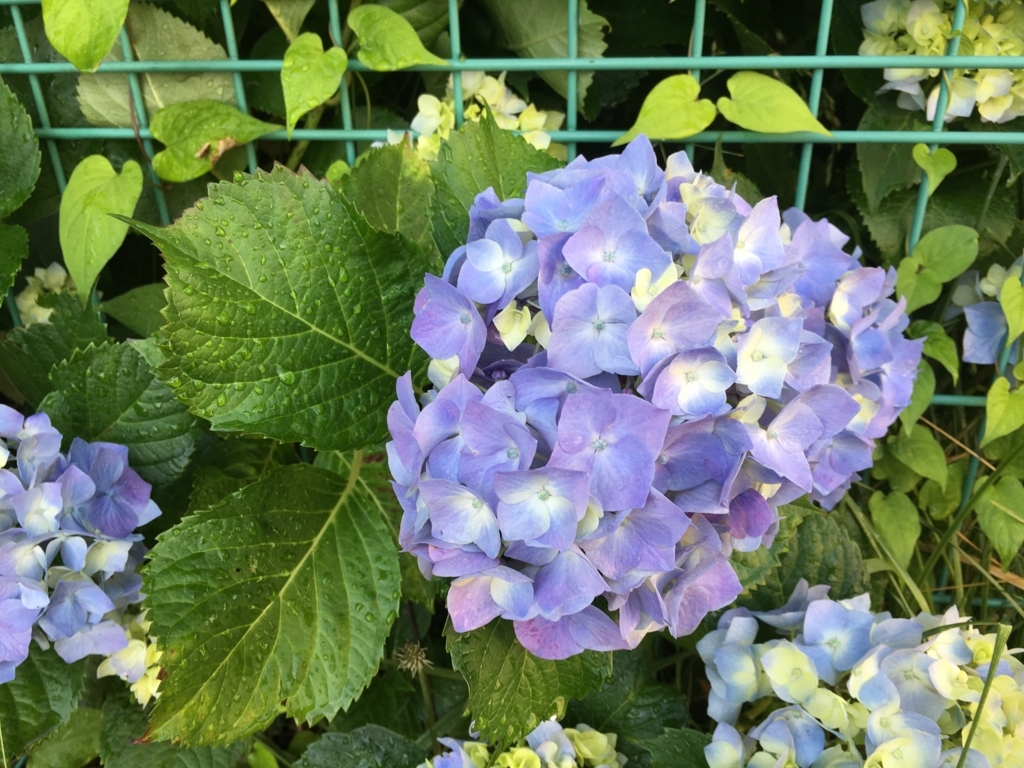 f:id:jdy00247:20180628142821j:plain 紫陽花