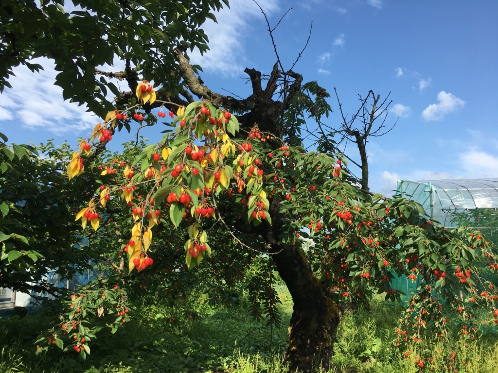 f:id:jdy00247:20180628142858j:plain 路地のさくらんぼ