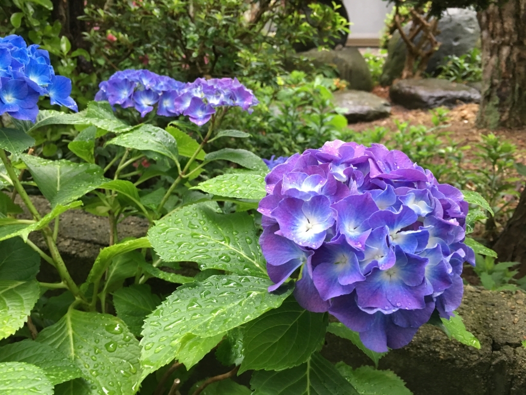 f:id:jdy00247:20180628172721j:plain 紫陽花