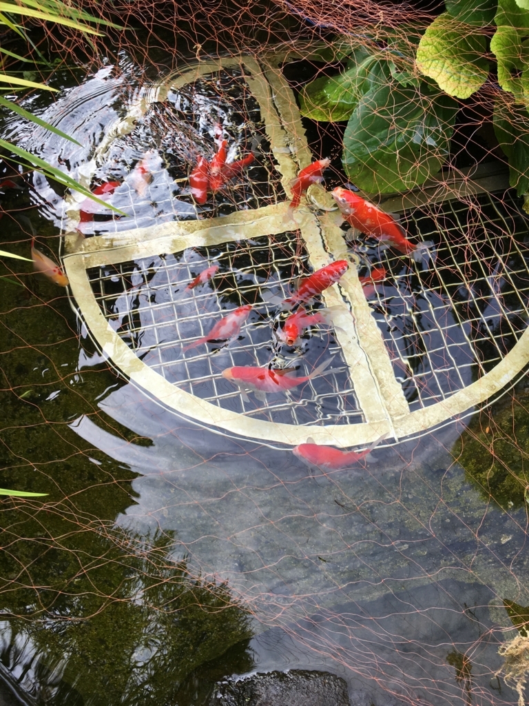金魚がイキイキと泳いでいます