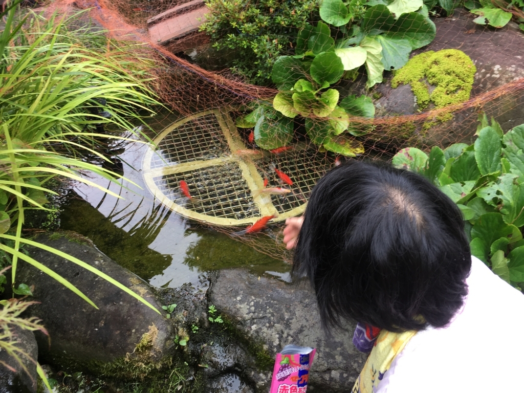 f:id:jdy00247:20180711172854j:plain 妻と金魚たちにエサをあげます
