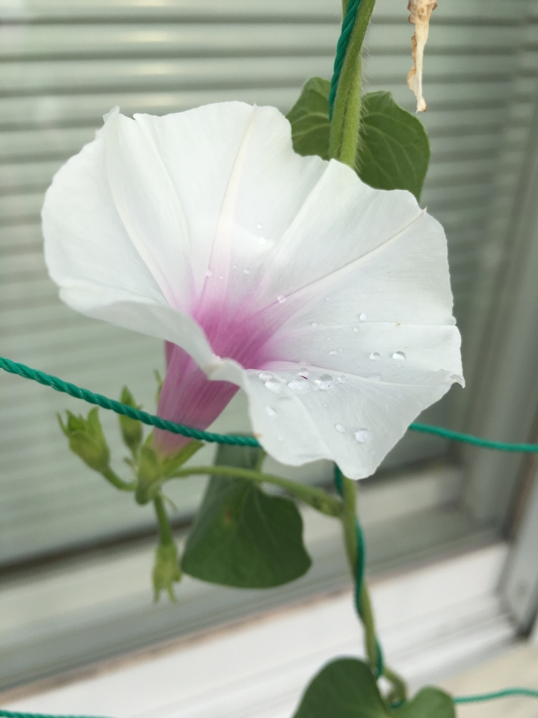 f:id:jdy00247:20180711173411j:plain 母屋側の朝顔、咲いています