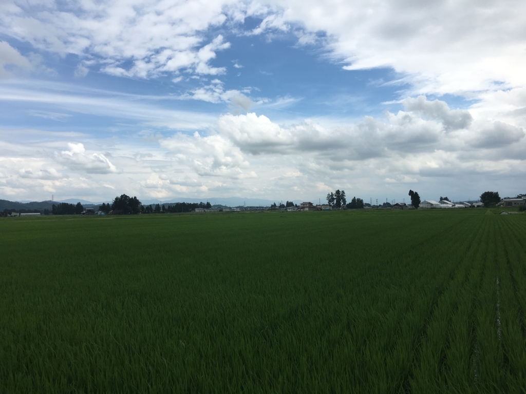 田んぼの風景