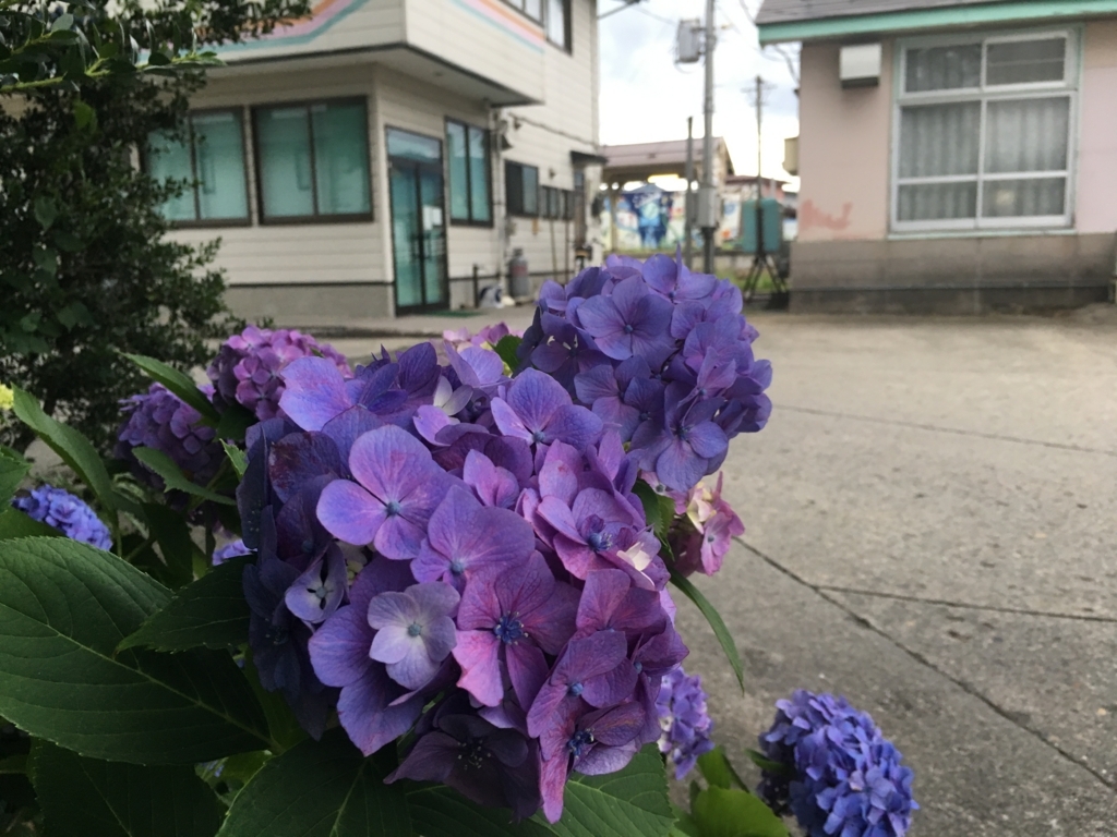 f:id:jdy00247:20180717182628j:plain 朝顔が色鮮やかに咲いています