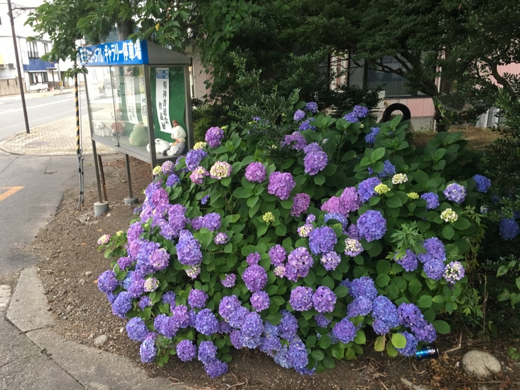 長井駅前の朝顔