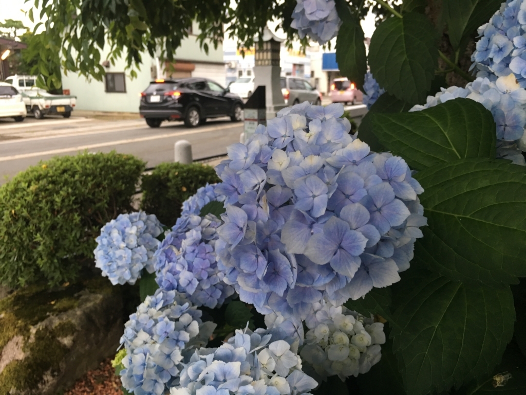 f:id:jdy00247:20180717183235j:plain 古峯神社の朝顔