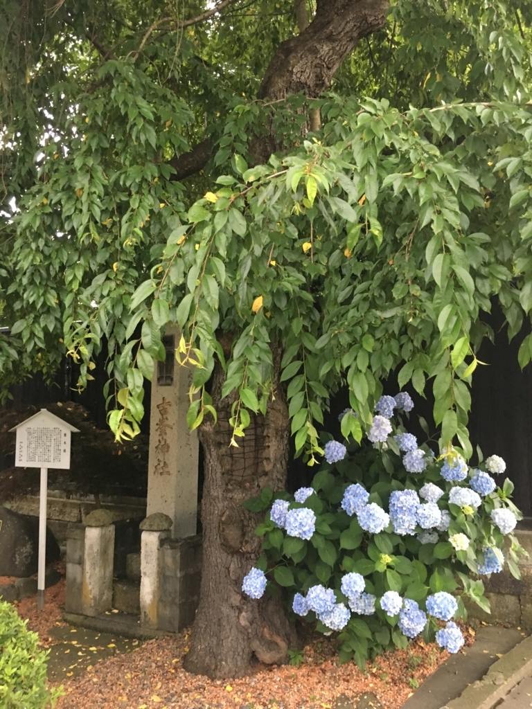 古峯神社の朝顔