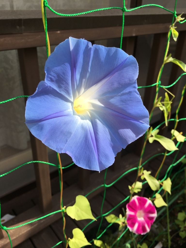 f:id:jdy00247:20180903140213j:plain 朝顔