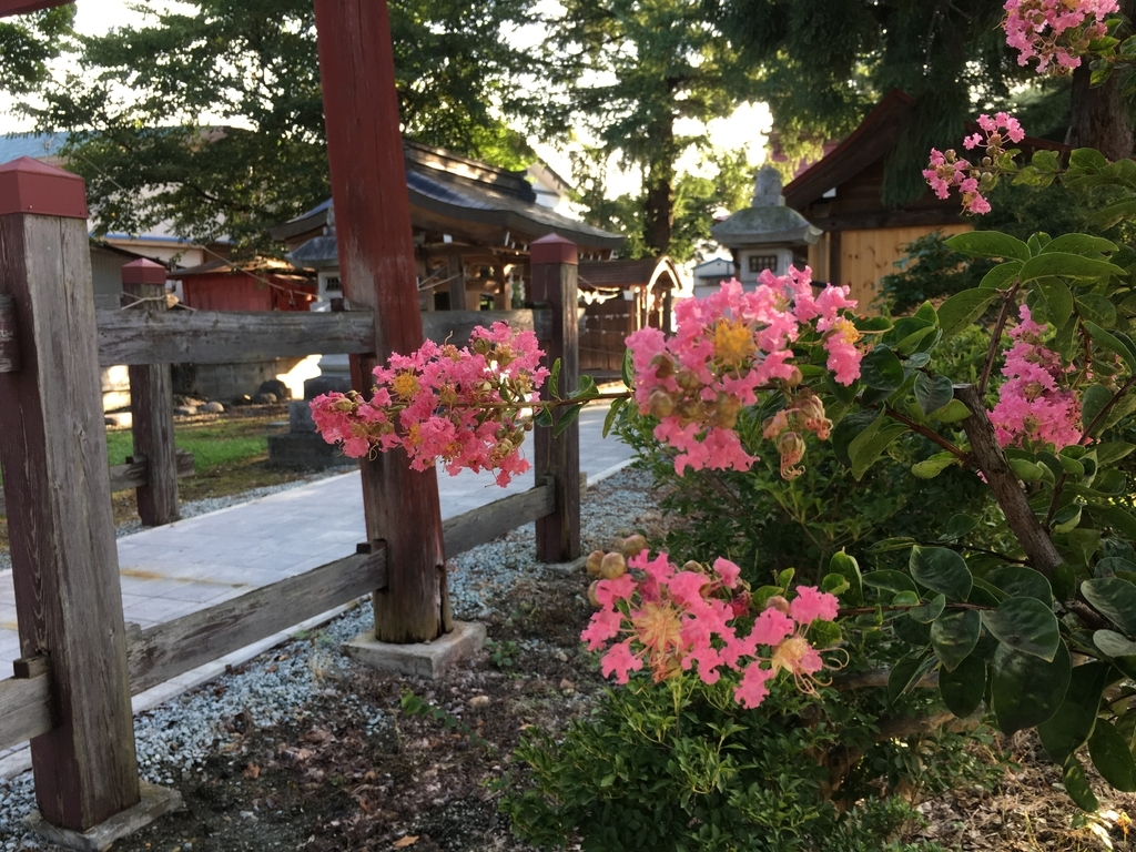 f:id:jdy00247:20180905155242j:plain サルスベリの花が綺麗
