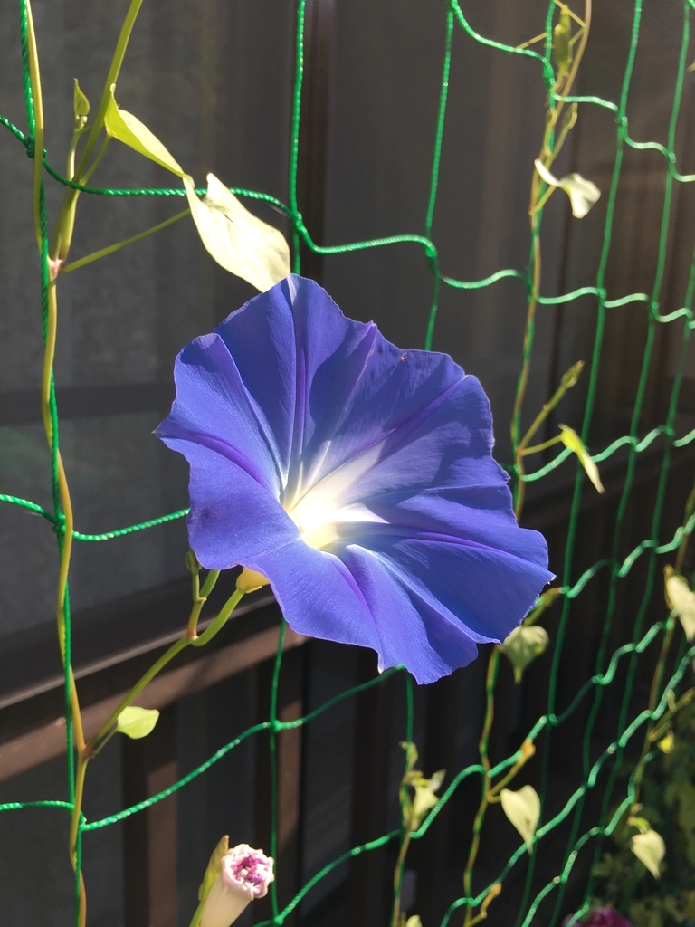 f:id:jdy00247:20180906121559j:plain f:id:jdy00247:20180906121559j:plain