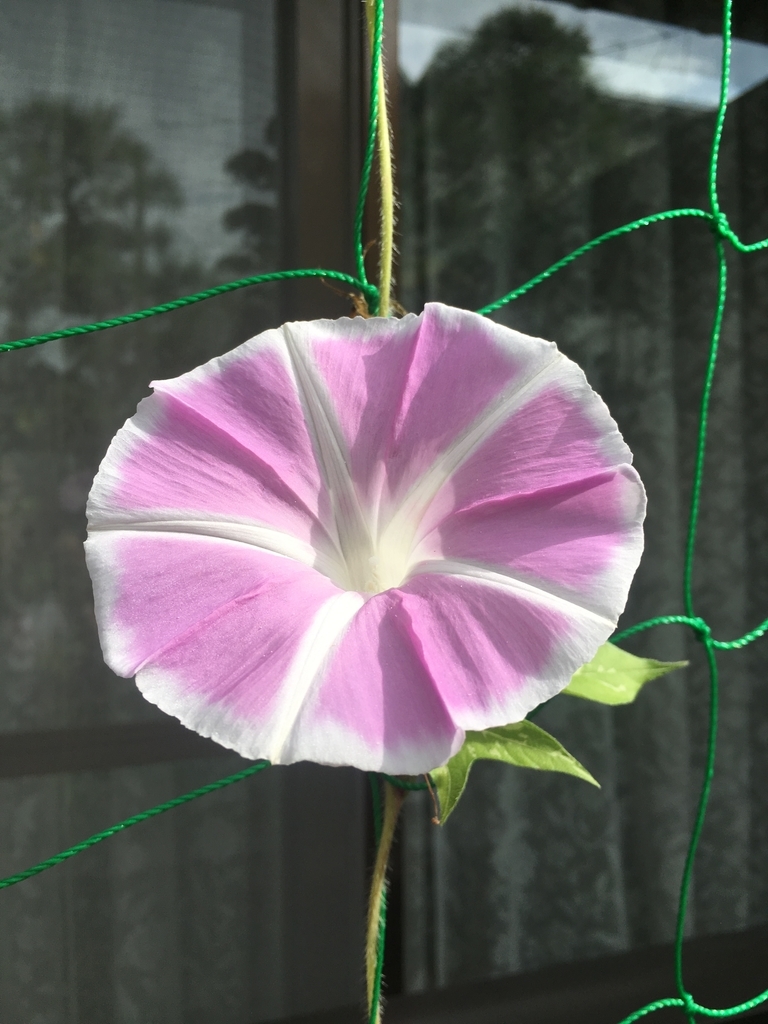 f:id:jdy00247:20180910142331j:plain f:id:jdy00247:20180910142331j:plain