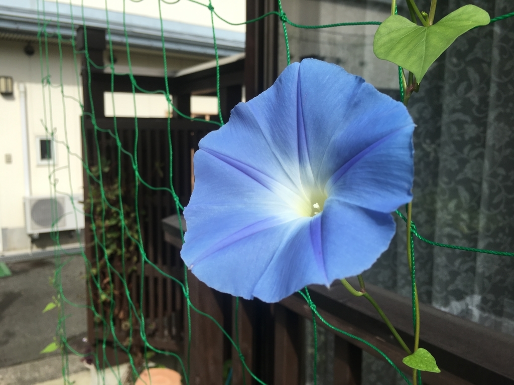f:id:jdy00247:20180910142438j:plain f:id:jdy00247:20180910142438j:plain