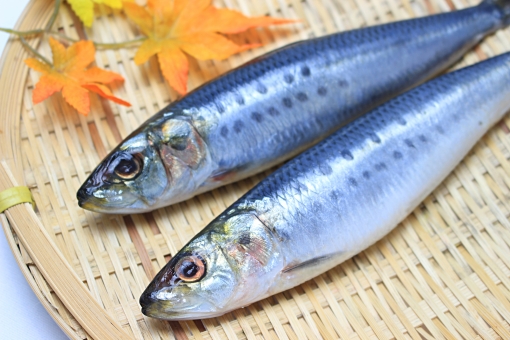 f:id:jdy00247:20180912140449j:plain 青魚 いわし